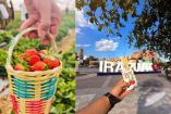 Feria de las fresas Irapuato 2026