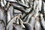 ¿Cómo se cocinan las sardinas?