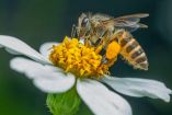 Abeja melipona: qué es y la importancia de su conservación