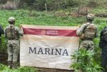 Elementos de la Secretaría de Marina informaron que más de 43 mil plantas de marihuana