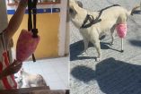 Maya, una perrita con diabetes, volvió a caminar gracias a una prótesis casera hecha por su dueña en San Luis Potosí.