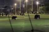 Oso en cancha infantil en San Pedro Garza García