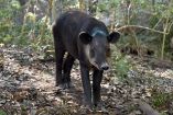 Tapir Centroamericano de pie en bosque con suelo cubierto de hojas, mostrando su cuerpo, cabeza y trompa característica, en estado de alerta.