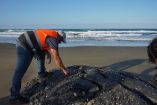 Trabajador con chaleco reflectante inspecciona gran masa de chapopote solidificado sobre la arena en una playa del litoral de Veracruz.