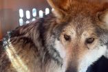 Cuatro lobos mexicanos fueron reintroducidos en la Sierra Madre Occidental de Durango tras 50 años de ausencia.