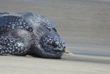 Luego de la valoración clínica se constató que la tortuga laúd presentaba un buen estado físico, salvo algunas escoriaciones causadas por su desplazamiento en tierra.