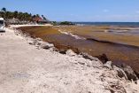 El arribo de sargazo se consolida como un fenómeno constante en la Riviera Maya, con patrones cada vez más irregulares.