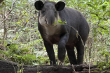 Tapir centroamericano Panchito de pie entre vegetación en ZooMAT Chiapas durante su proceso de recuperación tras ser rescatado en Veracruz.