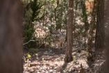 Ejemplar de lobo mexicano camina entre árboles en bosque de Durango durante proceso de adaptación previo a su liberación en vida silvestre.