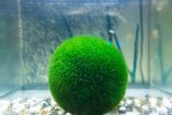 Marimo: qué es la planta japonesa que vive más de 100 años y cómo cuidarla