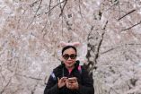 Temporada de cerezos 2026: dónde y cuándo ver Sakura además de Japón