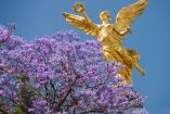 Historia de las jacarandas en la CDMX
