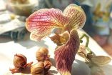 Orquídeas: cómo reproducirlas antes de que mueran y ahorrar mucho dinero