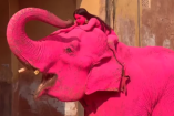 La organización PETA denunció que el animal fue sometido a prácticas abusivas y exigió esclarecer si la pintura pudo afectar su salud.