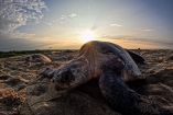 Durante la temporada 2025-2026 se han protegido más de 113 millones de huevos y un millón 263 mil anidaciones en Playa Escobilla.