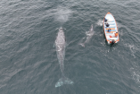 Este 2026 la ballena gris apenas ha alcanzado las 150 crías.