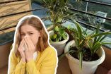 Plantas de interior para personas con alergias: Opciones que limpian el aire de tu casa