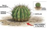 un cactus sin raíz puede sobrevivir