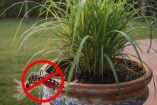 Planta de citronela para ahuyentar a los mosquitos: ¿Cómo tenerla en casa?