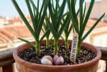 cultivar ajo  maceta