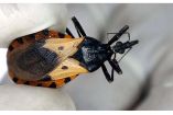 Un inspector sanitario sostiene una chinche de pico (Triatoma dimidiata) en El Carpintero, Honduras, el 17 de mayo de 2005.