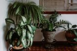 Plantas de interior que crecen sin luz: guía de especies resistentes