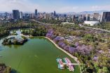 Vista aérea del Lago Menor de Chapultepec rodeado de jacarandas en flor en Ciudad de México, con árboles violetas y skyline urbano al fondo