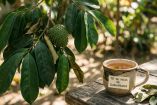 Hoja de guanábana: propiedades medicinales y advertencias que debes conocer