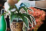 ¿Cómo eliminar la araña roja en plantas? Guía para identificarla, combatirla y prevenirla
