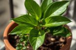 Cómo cultivar laurel en una maceta