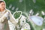 ¿Cómo eliminar la mosca blanca en plantas? remedios caseros y cómo prevenir esta plaga