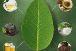 Hoja de aguacate: propiedades medicinales y riesgos que debes conocer