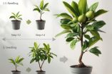 Cómo cultivar guanábana en maceta con éxito