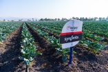 En un contexto agrícola de presión climática, nuevas dinámicas de plagas y la necesidad de producir más con menos, Syngenta, compañía global de tecnología e innovación aplicada al agro, anuncia el lanzamiento de Incipio®, una solución innovadora con tecnología PLINAZOLIN®.