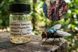 Muere adulto mayor por larvas de gusano barrenador en las muelas