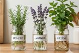 Plantas medicinales en agua: guía práctica para tu botica casera