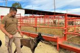 Los caninos con su entrenador, reforzarán los protocolos de revisión en cuarentenarias y puntos de inspección de ingreso de ganado a la entidad.