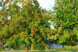 La distancia ideal para plantar árboles frutales en casa