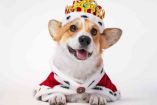 ¿Qué pasó con los perros corgi de la Reina Isabel II?
