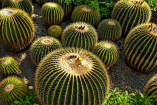 Grupo de biznagas burra Echinocactus platyacanthus de forma esférica con espinas amarillas densas creciendo en suelo pedregoso y vegetación baja