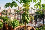 Cómo cultivar papaya en una maceta