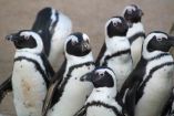 ¿Dónde ver pingüinos en CDMX?