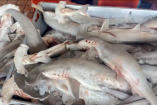 tiburones