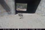 La organización Wildlands Network propuso la construcción de pasos de fauna.