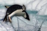 ¿Cómo viven los pingüinos? Hábitos de pareja, reproducción y supervivencia en condiciones extremas