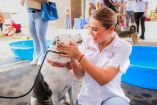 bc-promueve-bienestar-animal