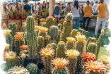Festival de Cactáceas en San Ángel 2026