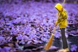 ¿Cómo quitar las flores de jacaranda sin arruinar tu banqueta?