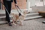 Razas más comunes de perro guía y por qué