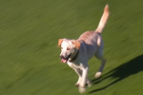 Un perro invadió este domingo un partido de la liga argentina creando la emoción en el público.